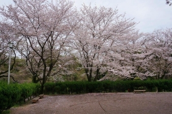 小さな広場の周りも満開。