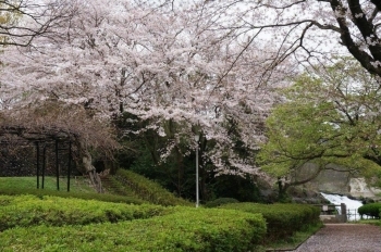 滝と緑と桜のコントラストが綺麗。