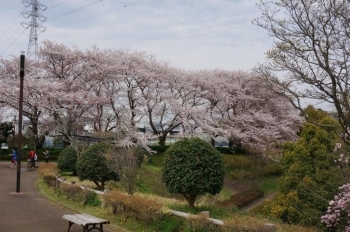 芝生のグラウンドの億にも桜の木があります。