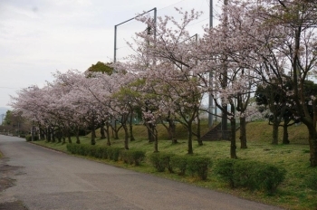 南側の桜並木です。