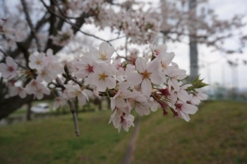 満開です。