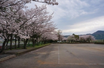 駐車場東側の桜並木。