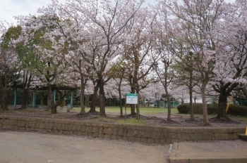 グランドや芝生を囲むように桜の木があります。