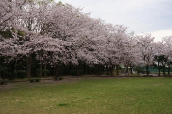 奥の桜は見事です。