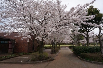 奥の駐車場から芝生に出る道です。