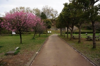 百穴に行く方にはピンクの桜？