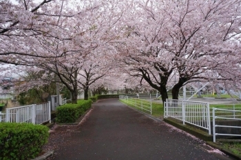 この部分は両側に桜の木があります。
