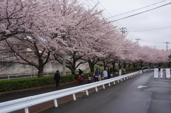ずっと桜並木が続きます。