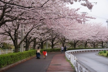 小雨が降っていても桜並木では傘は必要ありませんでした。