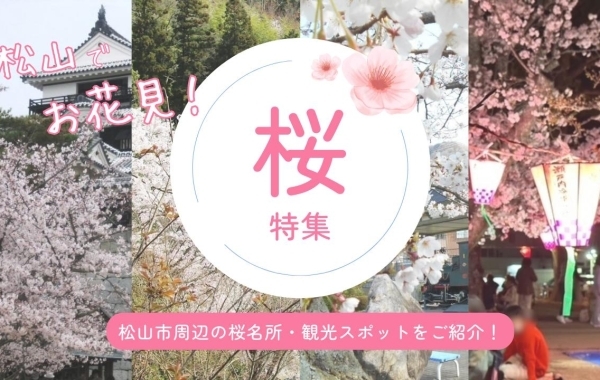 松山市の桜名所・花見スポットをご紹介！【2024年最新版】