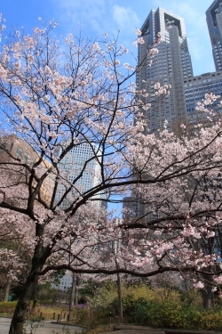 サクラの咲く新宿中央公園