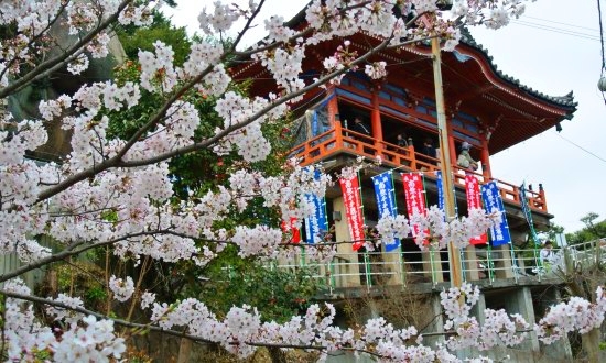 千光寺本堂と桜