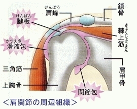 「施術紹介：腱板炎」