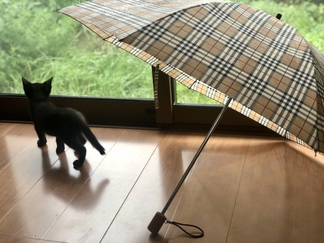 仔猫は体調の変化に鈍感です 気を付けて「梅雨と猫とストーブと」