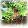 image.php?id=2242141&p=shopn&s