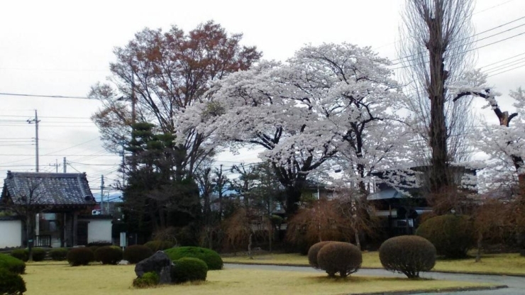 日本庭園みたいで、素敵な学校の入り口ですね。