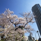 【No.250】　平成27年の桜　富久さくら公園