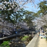 夙川の桜（１）