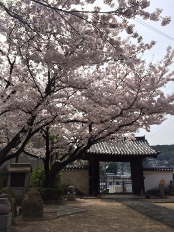 桜と西郷寺山門【重要文化財】