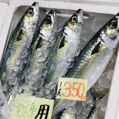「魚魚市場鮮魚コーナーおすすめは「サバ・バナメイエビ」です♪」