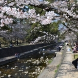 夙川の桜（２）