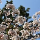 夙川の桜（４）