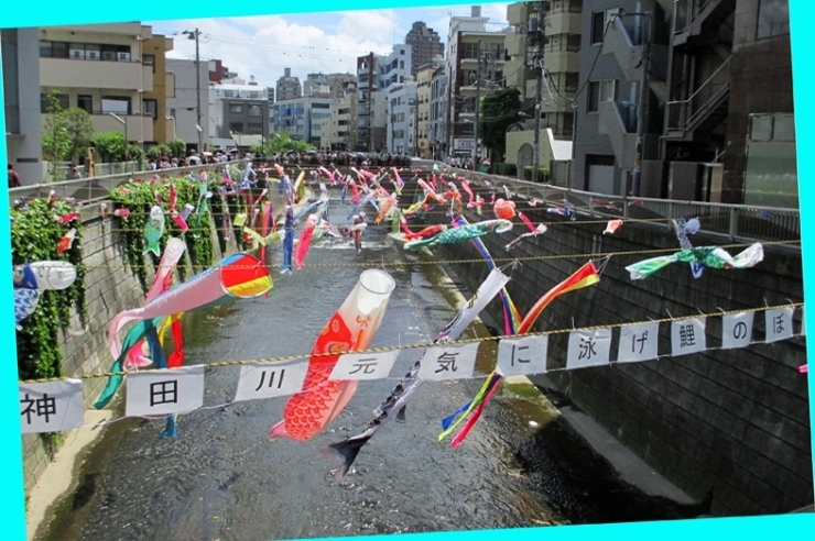 神田川元気に泳げ鯉のぼり<br>叱咤激励のメッセージ<br>川筋は風の通り道　泳いでます大群で