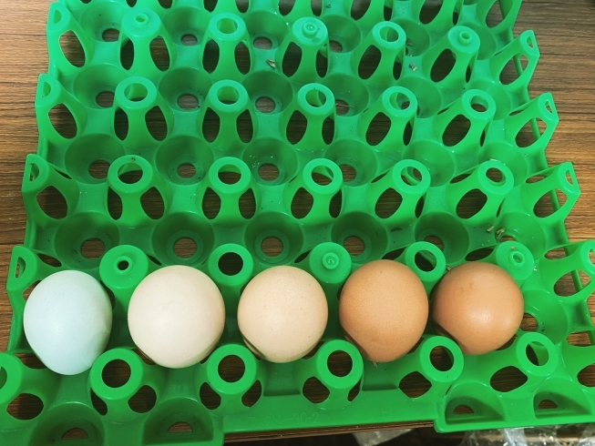 右からあずさ、もみじ、岡崎おうはん、さくら「岡崎アロウカナが初卵を迎えました【岡崎アロウカナの卵をお求めなら悠々ファームへ】」