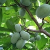 9月中旬〜10月』まぼろしのフルーツ、ポポー【果物／福島植物園