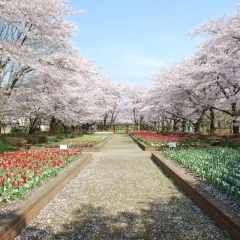 城山公園|桶川市