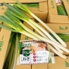 佐々豊青果に！！ 「グルメなねぎ」の入荷始まりました～♪♪ | 佐々豊