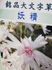 銘品大文字草|妖精【ダイモンジソウ／多年草】 | 福島植物園のニュース