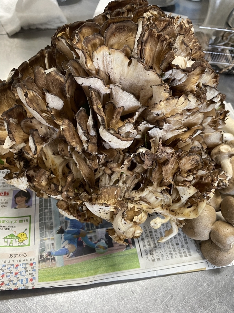 青森県産 天然 舞茸 2.5kg-