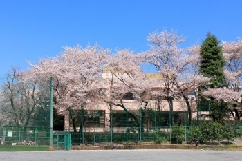 北新宿公園の染井吉野桜