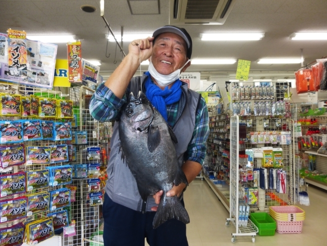 石鯛５１．３センチ/２．５８キロ～青島地磯にて「先週までの釣り情報です！【宮崎市】【日南市】【釣り】【釣り情報】」