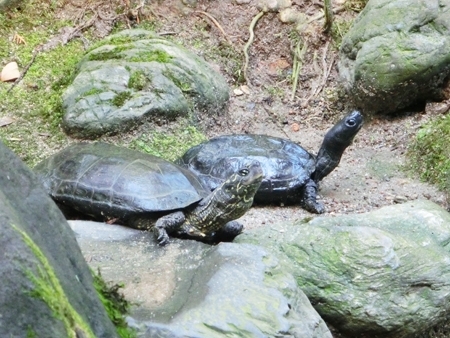 今は亡きおじいちゃんの趣味が庭作り。<br>立派な庭なので、ぜひカメを飼ったらどうかと、親戚の方からいただいたそう。