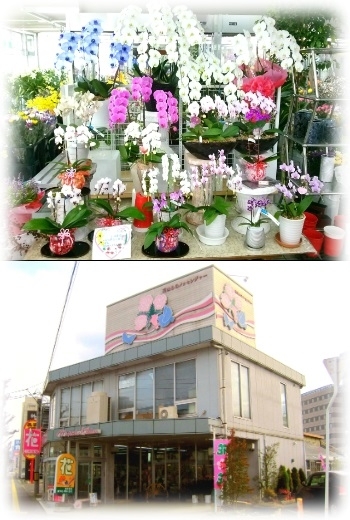 （上）人気の胡蝶蘭
（下）青い鳥と花束のイラストが目印です「三次花壇 十日市店」