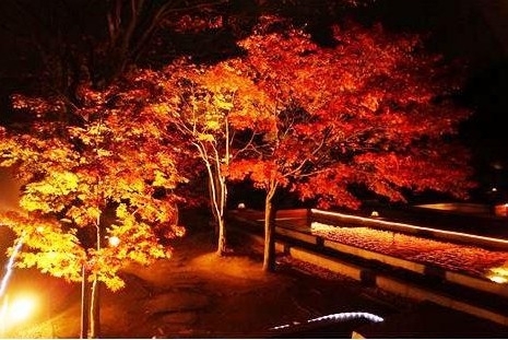 「11月19日から、松山市二之丸史跡庭園で『二之丸光の庭園』が開催されます♪」