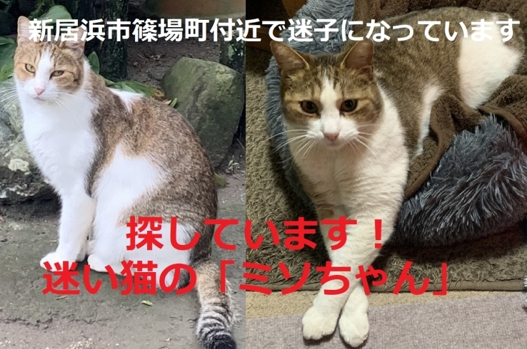 「迷い猫を探しています【愛媛県新居浜市篠場町（ドラッグストアコスモス周辺）】」