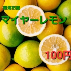 黄色く完熟☆マイヤーレモン☆更に美味しくなりました‼️大府市/野菜直売