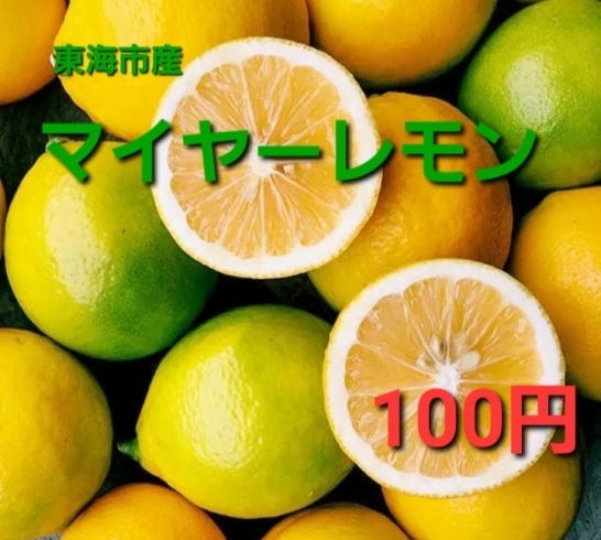「黄色く完熟☆マイヤーレモン☆更に美味しくなりました‼️大府市/野菜直売」