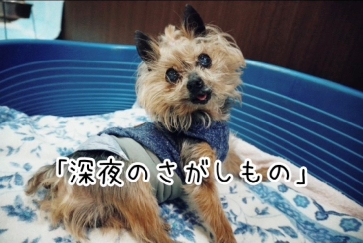 「年末年始のお預かりについて。　癒し動画「老犬ヨーキーの深夜のさがしもの」をお届け♪」