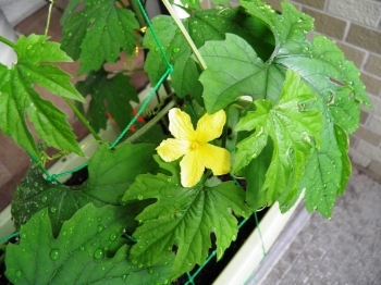 苗を植えて1ヶ月を過ぎると花が咲き始めます。「特定非営利活動法人 えどがわエコセンター」