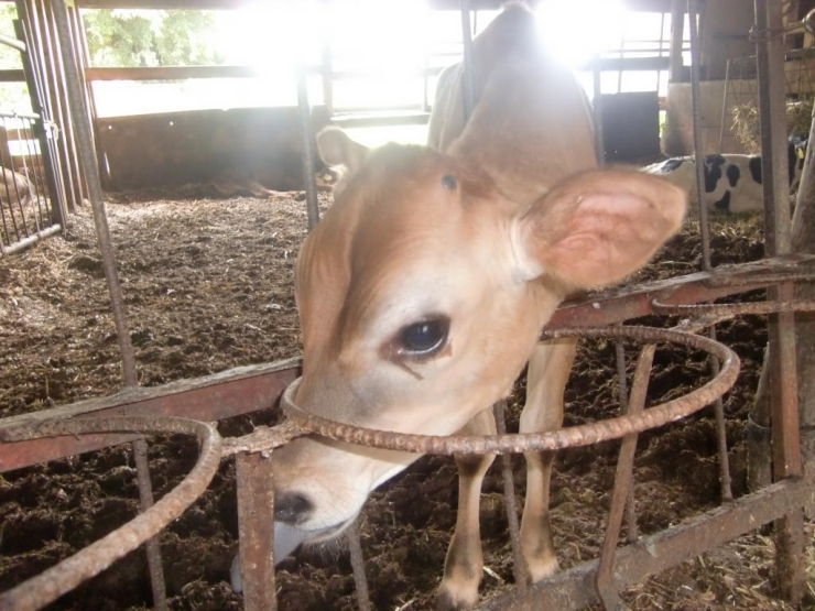 2～3か月目の仔牛☆彡育つのはやいね！<br>干し草や離乳食を食べるようになり、集団生活を送ります！！