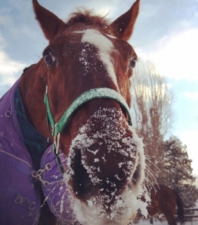 「旭川で冬でも乗馬体験ができる乗馬クラブです！」
