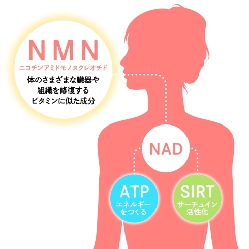 「話題の抗老化成分NMNって何ですか？何に良いのですか？」