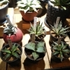 植物入荷情報！アガベ Agave アロエ そして ビカクシダ ネザーランド コウモリラン 。 塊根 ユーフォルビア サボテン 多肉 観葉植物 |  802SKY STATIONのニュース | まいぷれ[八王子市]