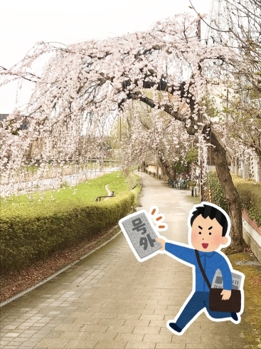 写真は去年の春のものです！！桜キレイでした～！！「2023年は盛岡市の年かも！？」