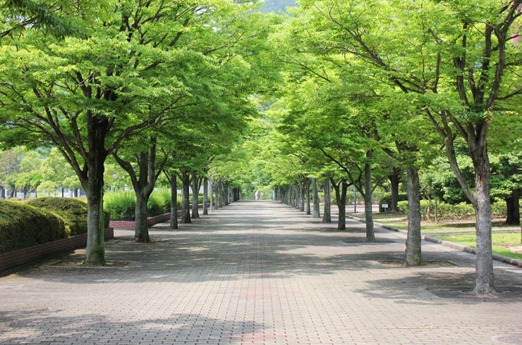 緑豊かな園内はウォーキングコースとしても最適♪