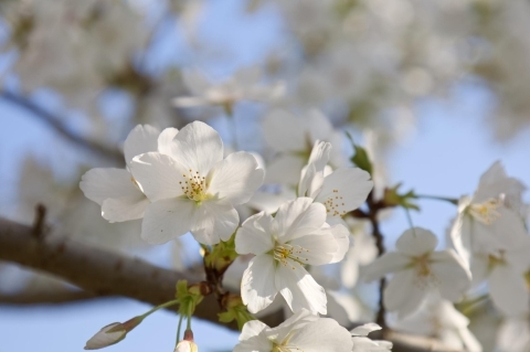 まだ見頃の桜も